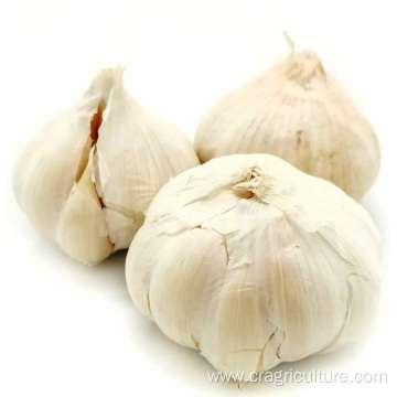 Supply Chinese White Fresh Garlic Price